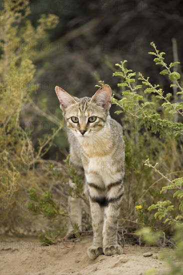 African wild cat, (Felis lybica), wild cat, Kalahari, South Africa, South Africa, Africa
