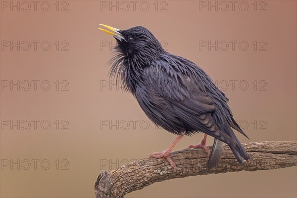 Unicoloured Starling (Sturnus unicolor) mating and singing male, mating season, imposing,