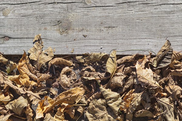 Part of the old gray board with brown dry leaves