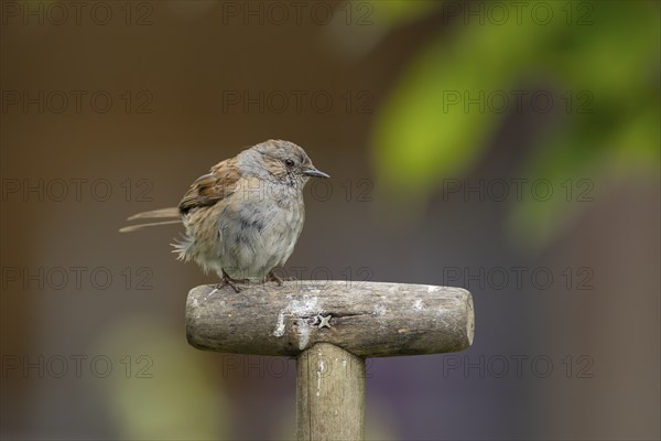 Dunnock or Hedge sparrow (Prunella modularis) adult bird on a garden fork handle, Suffolk, England,