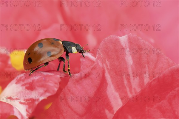 Seven-spot ladybird (Coccinella septempunctata) adult insect on a pink garden Camellia flower in