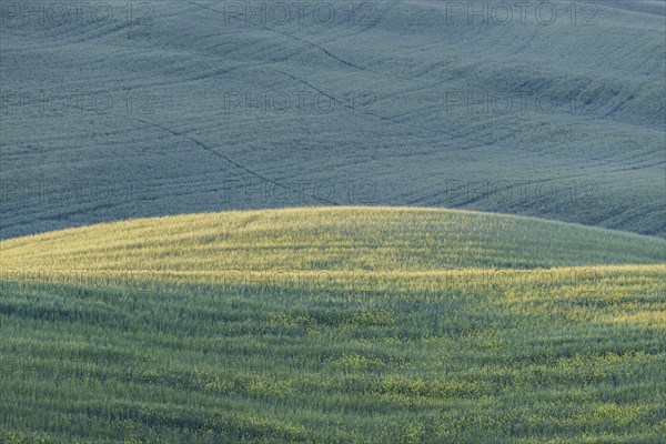 Landscape at sunrise around Pienza, Val d'Orcia, Orcia Valley, UNESCO World Heritage Site, Province
