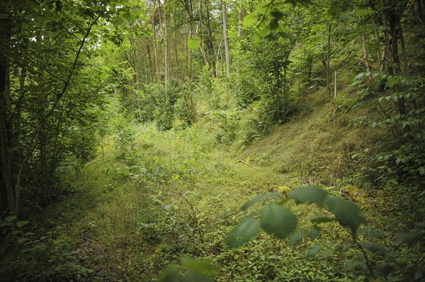 View of the overgrown route of the former Höllental railway in the Höllental nature reserve between