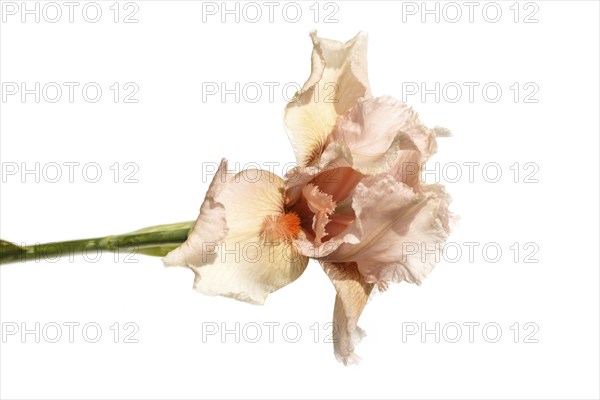 Beautiful multicolored iris flower isolated in white. Close up