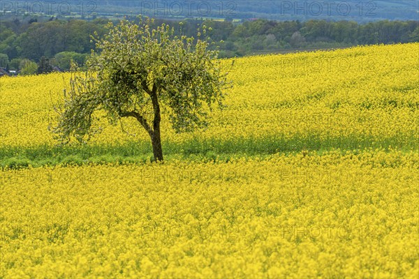 Blossoming apple tree in rape field Rinteln Germany