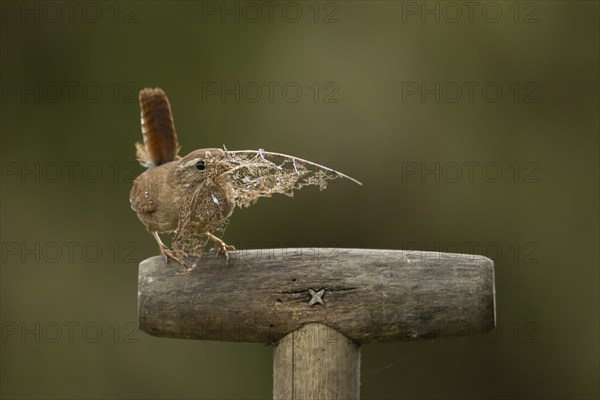 Eurasian wren (Troglodytes troglodytes) adult bird with nesting material in its beak on a garden