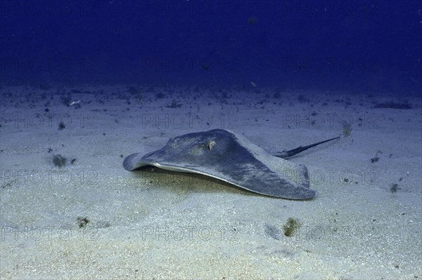A round stingray (Taeniura grabata) rests on a sandy seabed in deeper water. Dive site Los