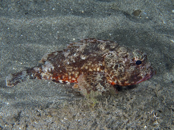 A Black scorpionfish (Scorpaena porcus) lies on the lava sand of the sea at night. Dive site Playa,