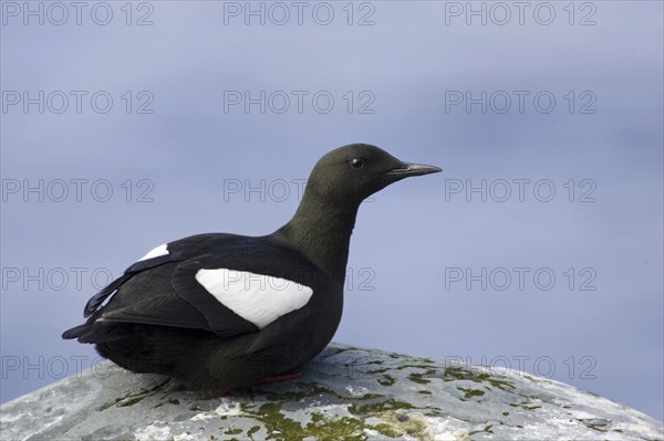 Resting black guillemot, (Cepphus grylle), resting on rocks, Europe, Norway, Varanger, alcids,