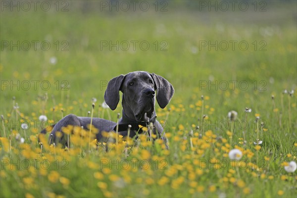 Great Dane lying in the grass