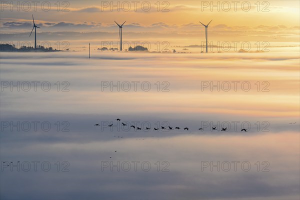 Flock of cranes (Grus grus) flying above the fog with wind turbines in the background on a