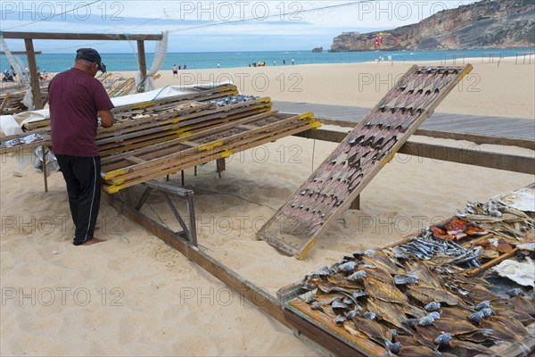 A man working on a wire rack with dried fish on the beach with sea view, fish drying, Praia da