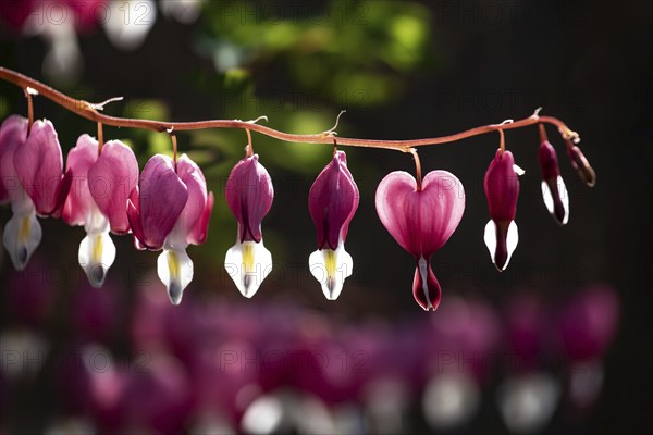 Flaming Heart, Mary's Heart, Lamprocapnos spectabilis, close-up, Bavaria, Germany, Europe