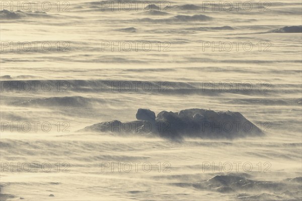 Pack ice with strong wind and flying snow, Snow hill island, Weddel Sea, Antarctic Peninsula,
