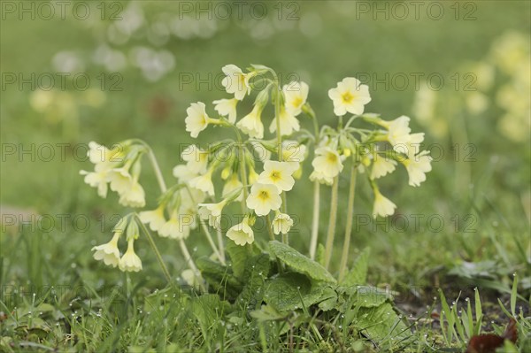 True oxlip (Primula elatior) in spring, North Rhine-Westphalia, Germany, Europe