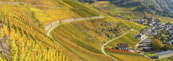 Vineyards in autumn, Mayschoß, Ahr valley, red wine of the Pinot Noir and Portugieser grape is