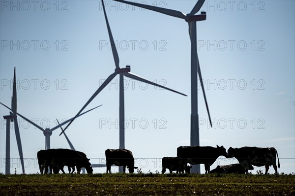 Cows on a pasture, wind farm near Bad Wünneberg, East Westphalia Lippe, North Rhine-Westphalia,