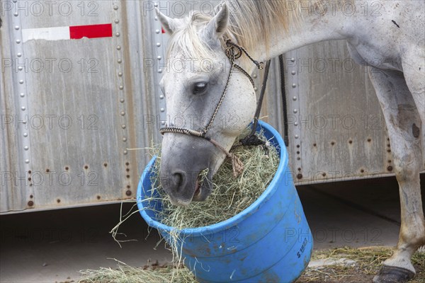 Oklahoma City, Oklahoma, A horse feeds from a bucket at the Great Plains Rodeo, an annual gay rodeo
