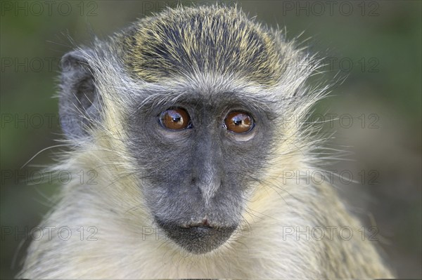 Vervet monkey (Cercopithecus aethiops), Gambia, West Africa, Africa, Primates, Portrait, Africa /