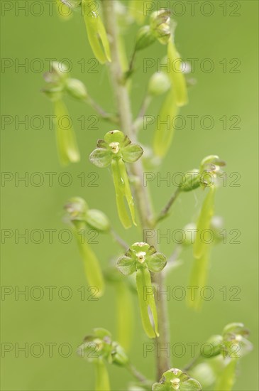 Large bifolium (Neottia ovata, Listera ovata), flowers, North Rhine-Westphalia, Germany, Europe