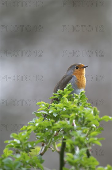 European robin (Erithacus rubecula) on curved branch with freshly sprouted green leaves in spring,