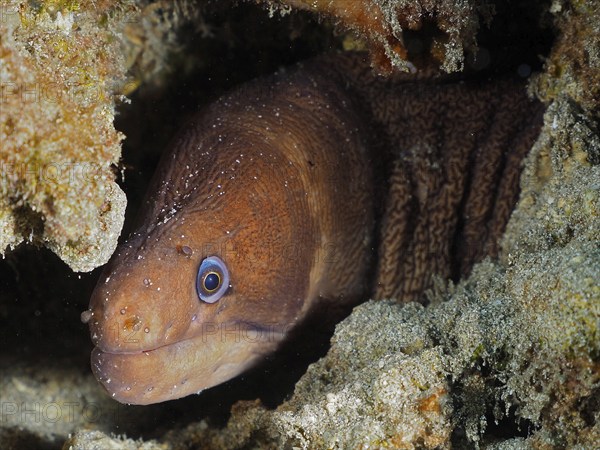 Brown moray eel, masked moray eel (Gymnothorax unicolor) with blue eye hiding in a rock formation