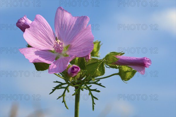 Musk mallow (Malva moschata), close-up against a blue sky, in summer, Spessart, Bavaria, Germany,