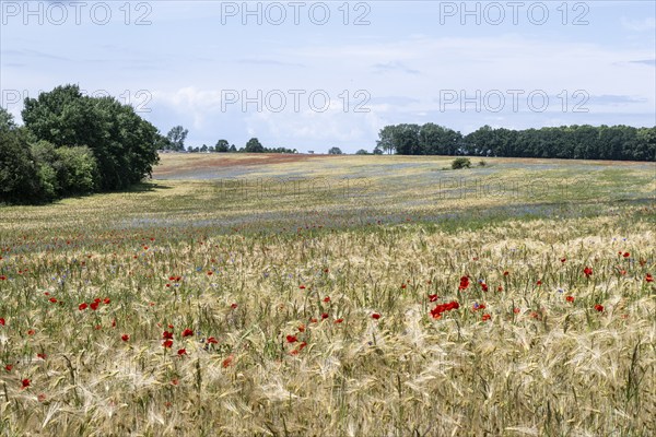 Poppy flower (Papaver Rhoeas) and cornflower (Centaurea cyanea), Mecklenburg-Vorpommern, Germany,