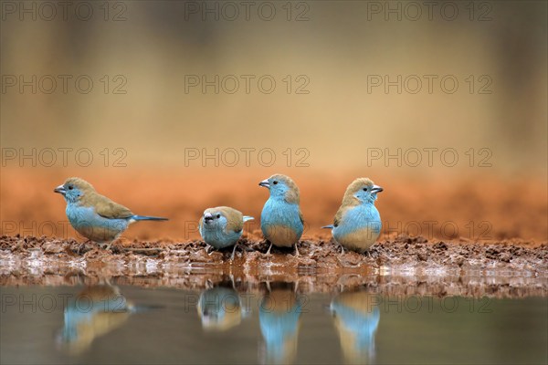 Blue-winged Oriole (Uraeginthus angolensis), Angola Butterfly Finch, adult, at the water, group,