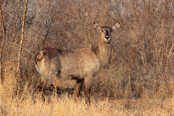Ellipsen waterbuck (Kobus ellipsiprymnus), adult, female, foraging, vigilant, Kruger National Park,