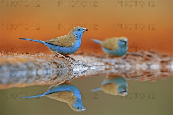 Blue-winged Oriole (Uraeginthus angolensis), Angola Butterfly Finch, adult, two birds, at the