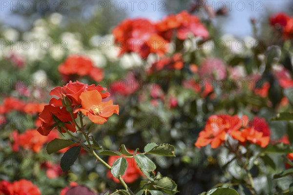 Fiery red roses in bloom in Rosedal, the rose garden in Buenos Aires, Argentina, South America