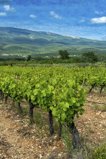 AOC Ventoux vineyard towards Flassan village, in the background Mont Ventoux, Vaucluse,