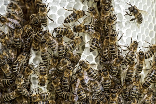 Bee colony, many bees, Western or European honey bee (Apis mellifera), wild construction of natural