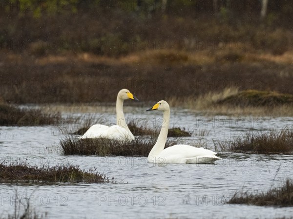 Whooper Swan (Cygnus cygnus) adult pair, swimming on lake, with falling sleet, May, Finnish Lapland
