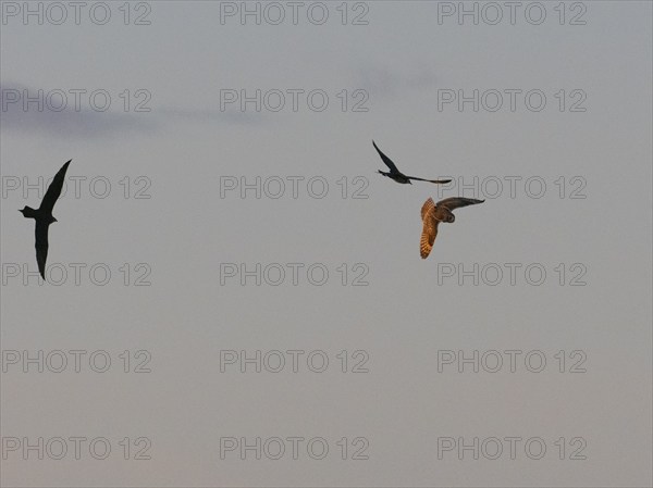 Arctic Skua (Stercorarius parasiticus), breeding pair chasing short-eared Owl, (Asio flammeus),
