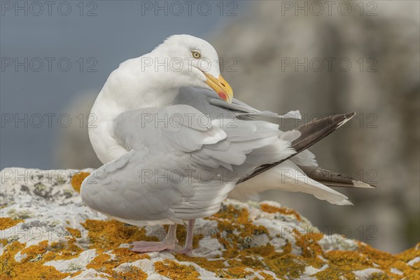 Herringgull (Larus argentatus) sitting on a rock. Camaret, Crozon, Finistere, Brittany, France,