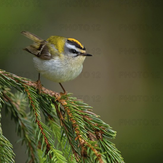 Goldcrest, Regulus ignicapillus, Luce, Mountain area, Luce, Styria, Slovenia, Europe