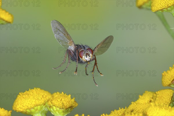 Hedgehog fly (Tachina fera) in flight, over flowers of tansy (Tanacetum vulgare), highspeed nature