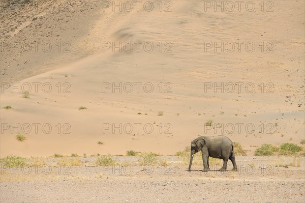 Desert elephant (Loxodonta africana) in front of a dune in the Huab dry river, Damaraland, Kunene