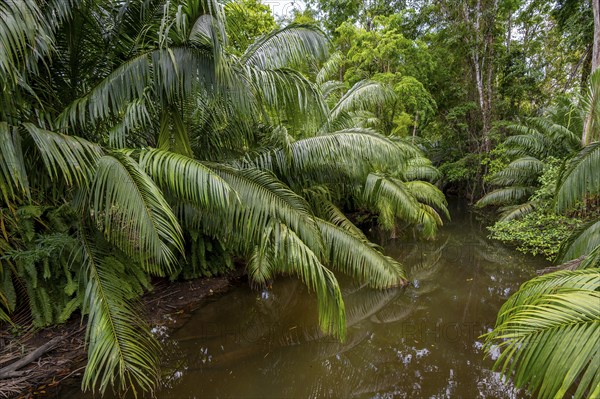 Palm trees in the rainforest, Osa Peninsula, Punterenas Province, Costa Rica, Central America