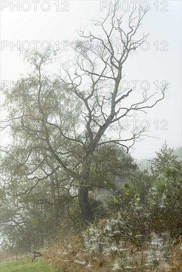 Foggy landscape, birch trees (Betula) and broom (Genista) with spider webs, North Rhine-Westphalia,