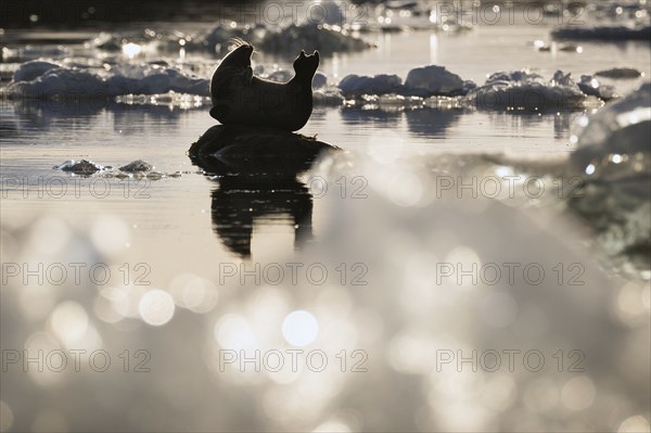 Harbour seal in a banana-shaped posture on a small rock in the water, ice, Midtholmen Island, near