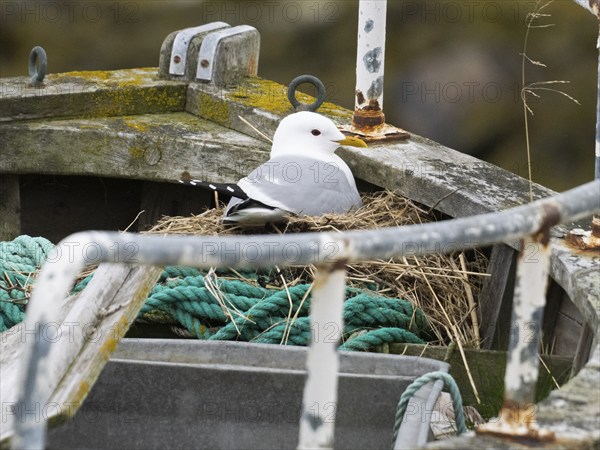 Common Gull (Larus canus), nesting on derelict fishing boat, on the shore beside fishing village