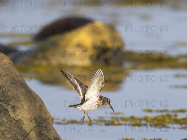 Purple sandpiper (Calidris maritima), flying down from the top of a boulder, along the Arctic Ocean