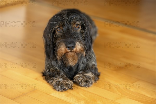 Rough-haired dachshund, male, 3 years, lying on parquet floor, Stuttgart, Baden-Württemberg,