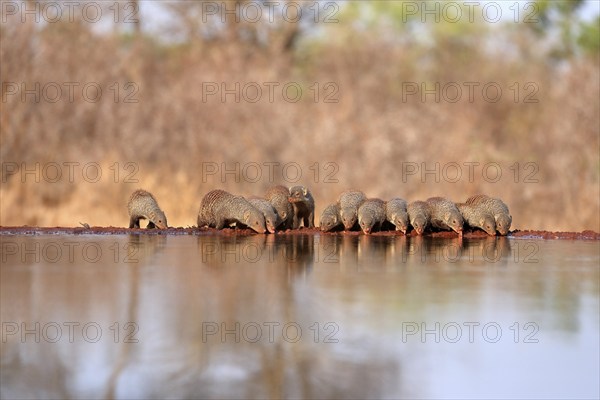 Zebra mongoose (Mungos mungo), adult, group, at the water, drinking, Kruger National Park, Kruger