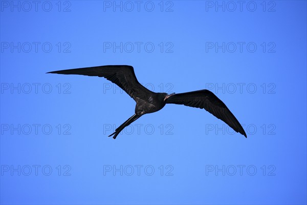 Frigatebird (Fregata minor), adult, male, flying, Galapagos, Ecuador, South America