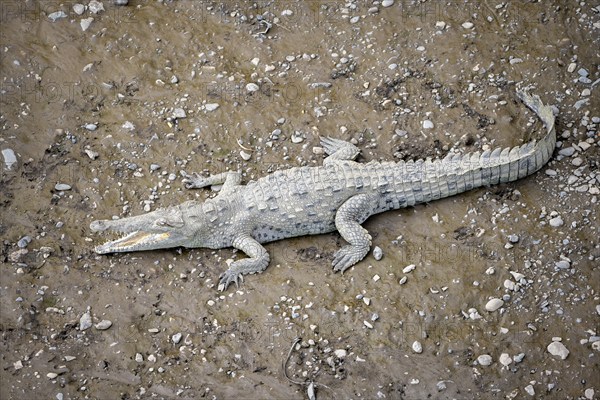 American crocodile (Crocodylus acutus) with open mouth, from above, Rio Tarcoles, Carara National