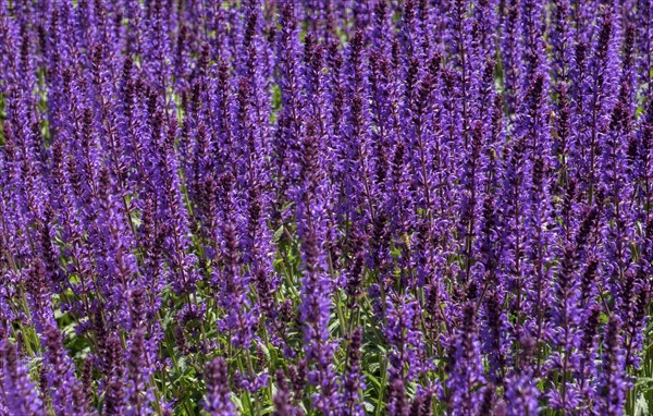 Woodland sage (Salvia nemorosa), North Rhine-Westphalia, Germany, Europe